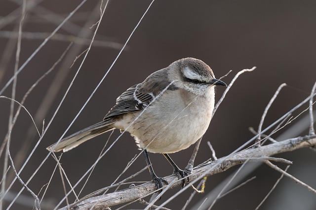 Mockingbird magyarul